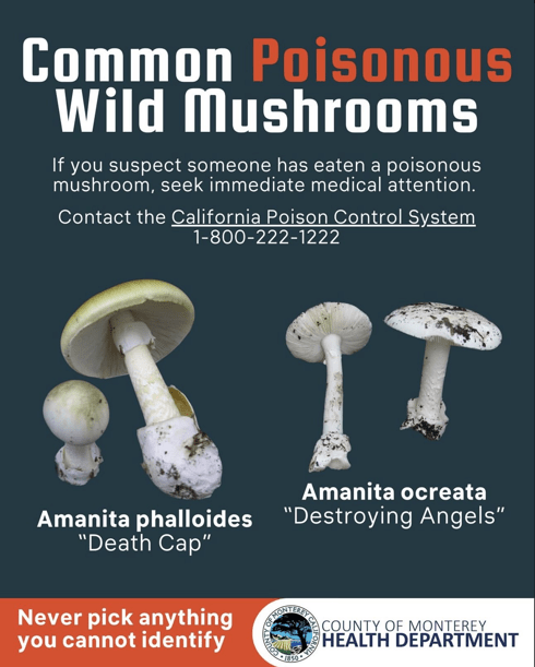 common poisonous wild mushrooms