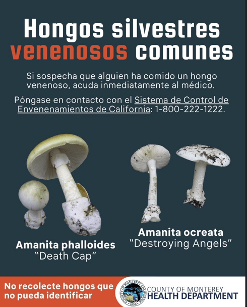 hongos silvestres venenosos comunes